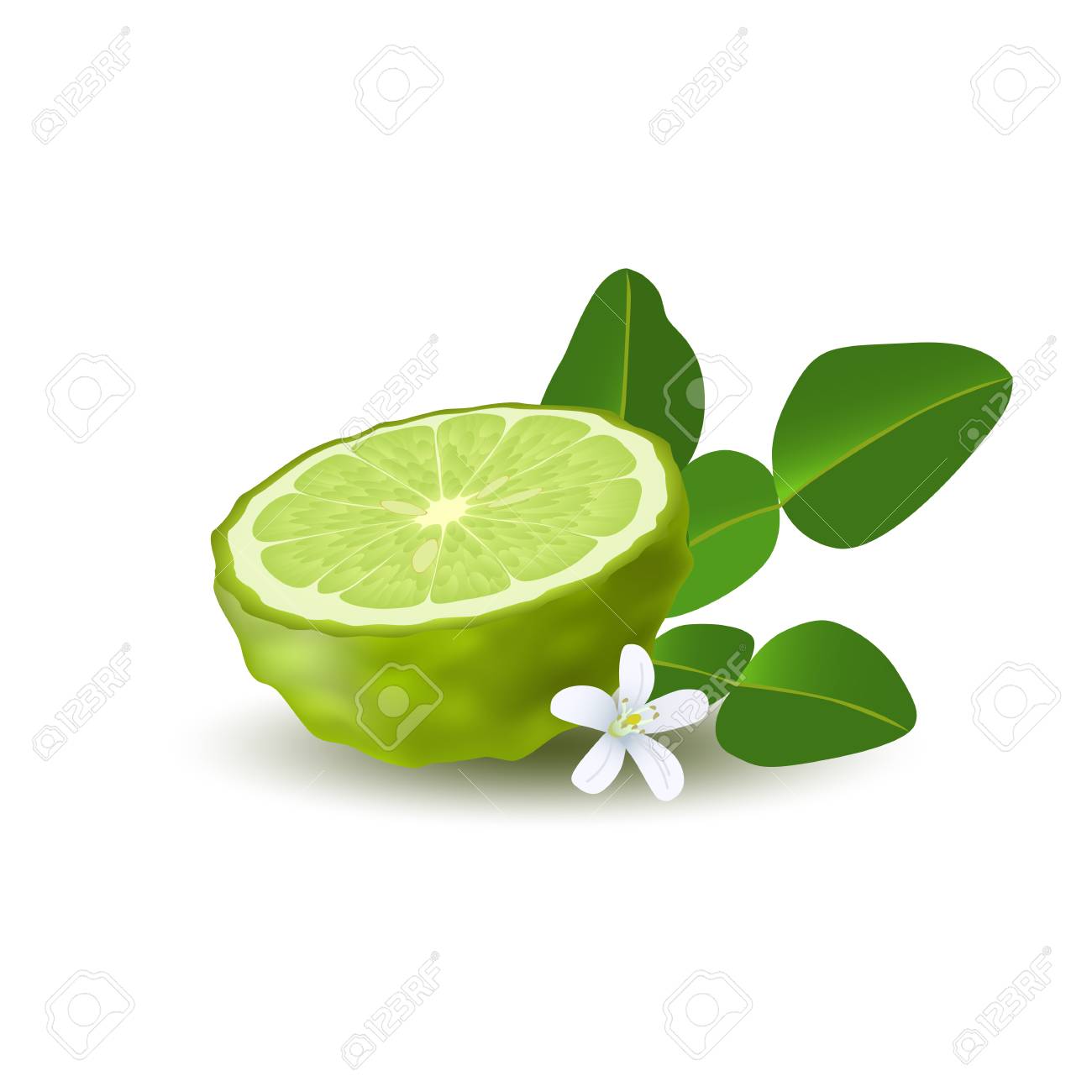 ジューシーなベルガモットの単色の緑色の半分 緑の葉 白い花と白い背景に影を持つカフィールライム リアルな柑橘類の果実 のイラスト素材 ベクタ Image