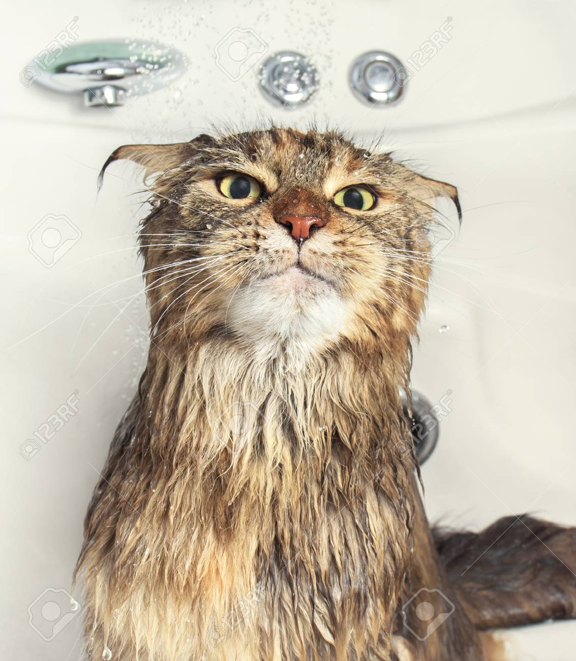 a wet cat