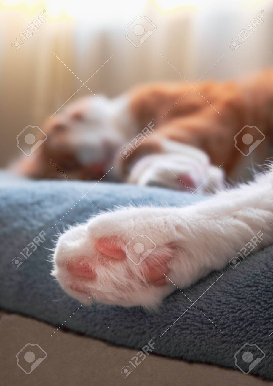 etiam-dictum-ipsum-a-felis