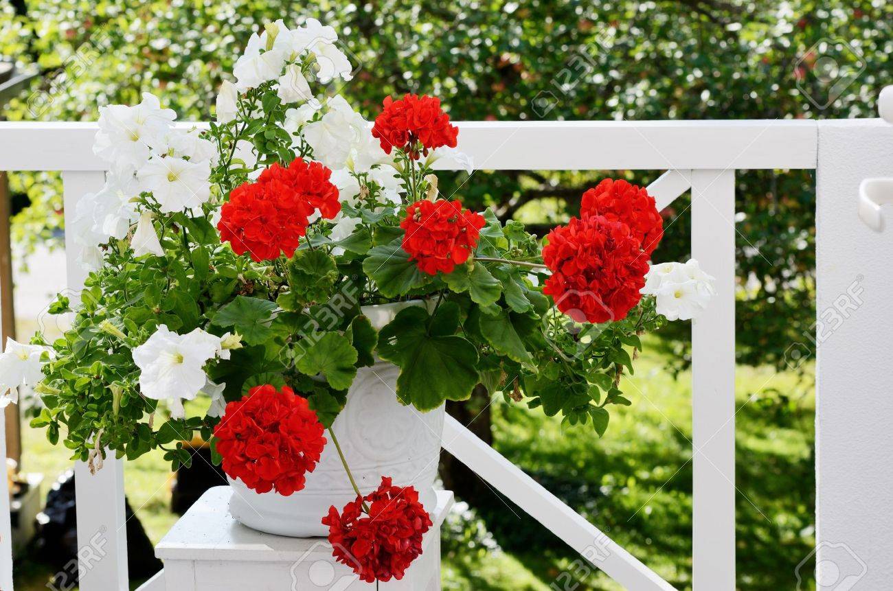Fleurs De Geranium En Pot Blanc Sur Le Balcon Banque D Images Et Photos Libres De Droits Image 23001038