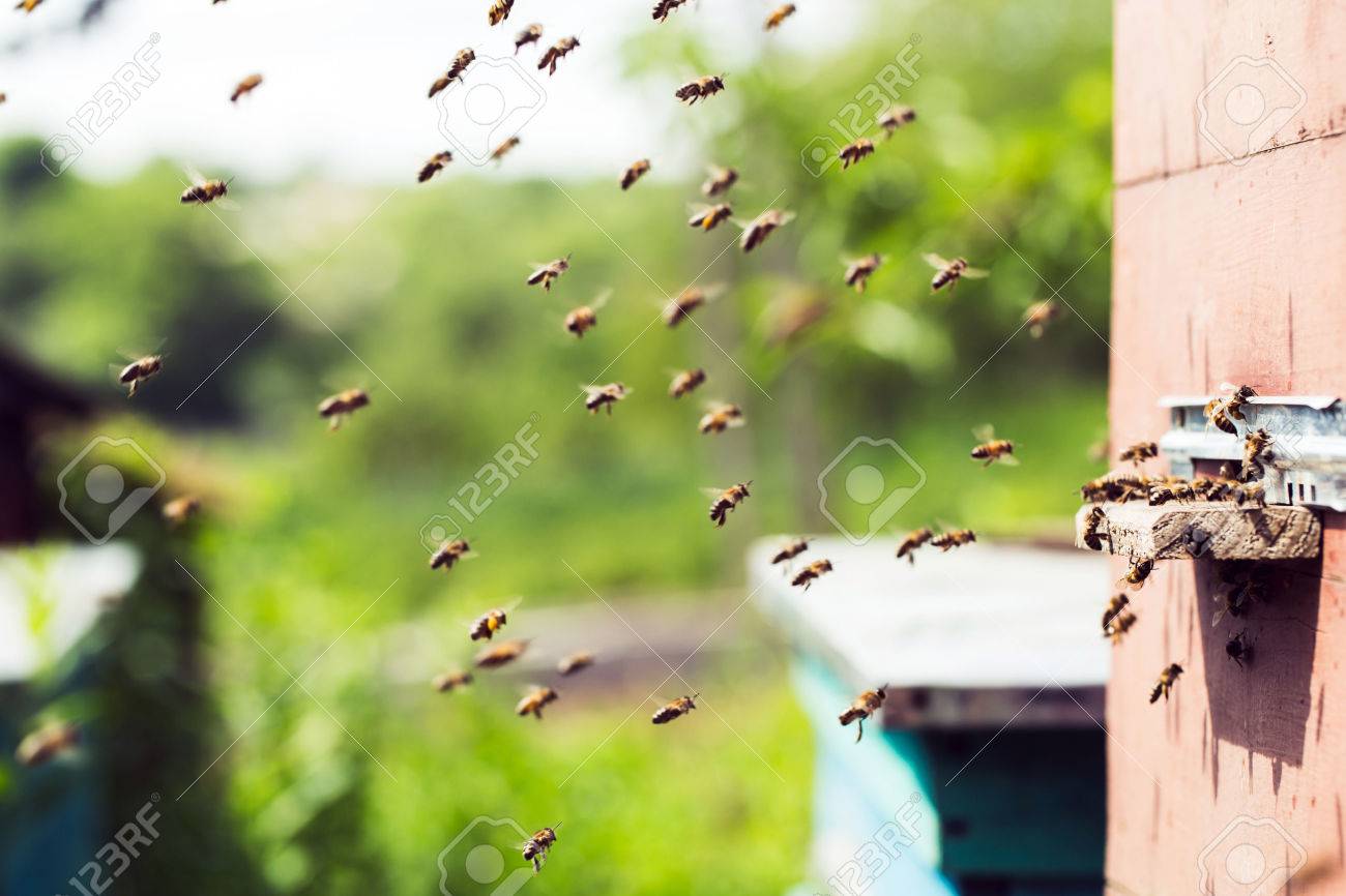 Honey bees swarming and flying around their beehive - 40863280 Honey bees swarming and flying around their beehive - 40863280