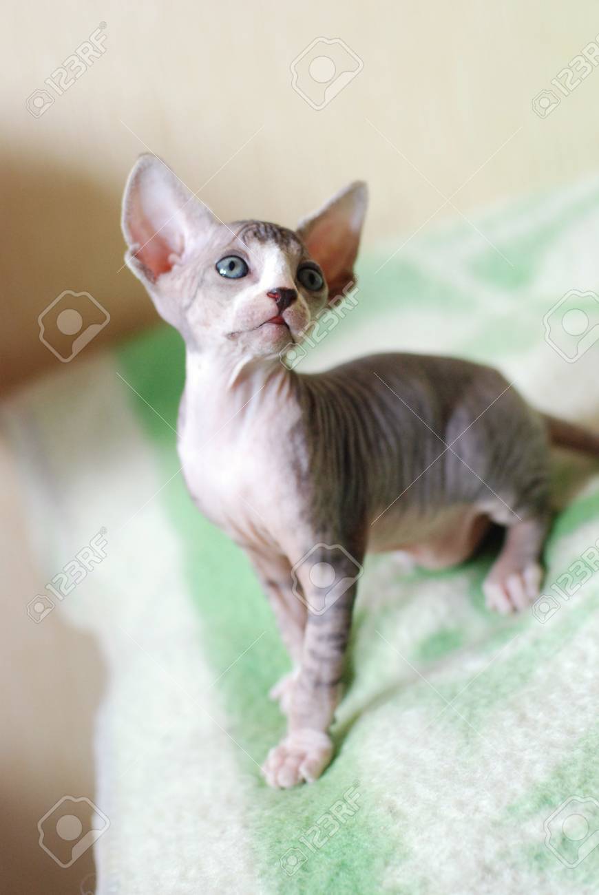 bald cat kitten