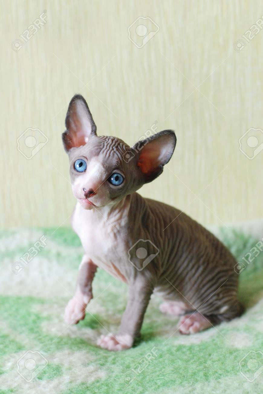 bald cat kitten