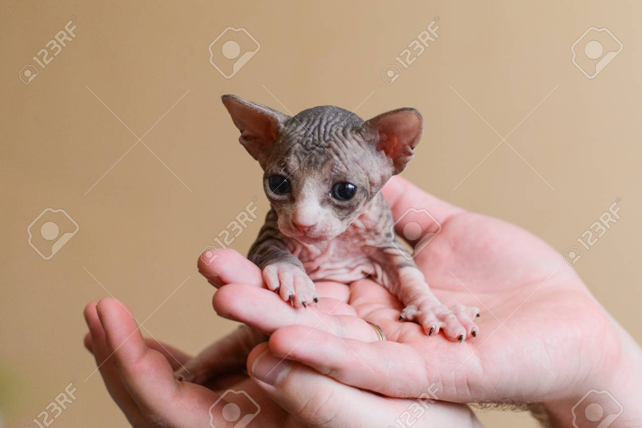 converting human years to dog years