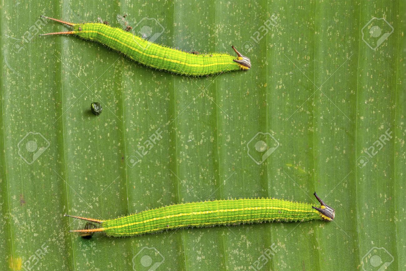 Gusano Mariposa Comiendo Hoja De Platano Verde Fotos Retratos