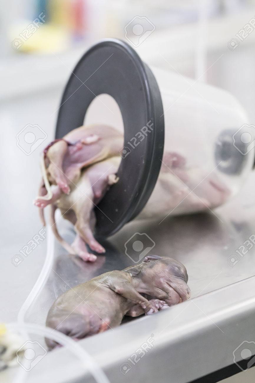 小さな生まれたての子犬プードル犬 の写真素材 画像素材 Image