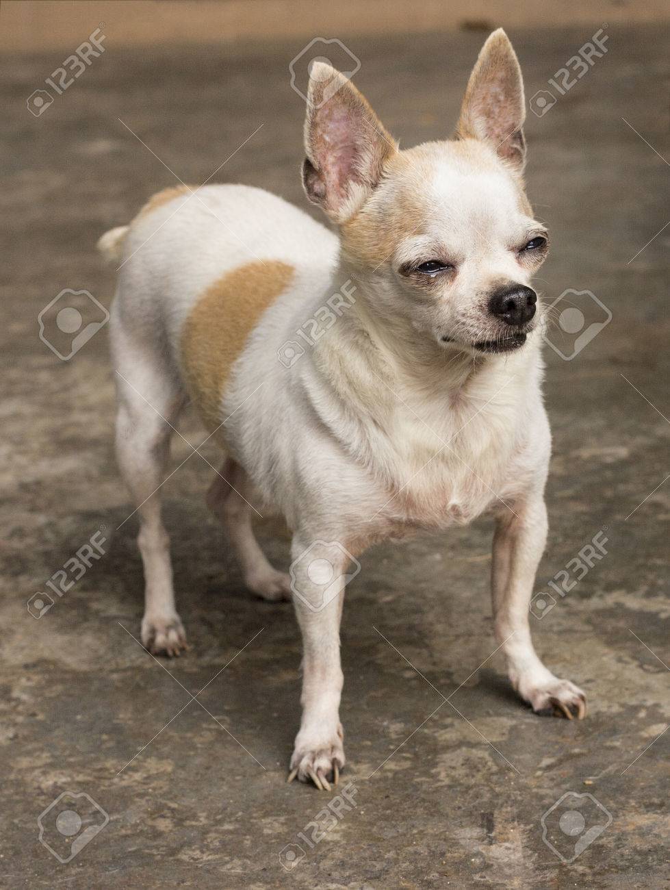 Short Haired Chihuahua Dog Standing Stock Photo Picture And