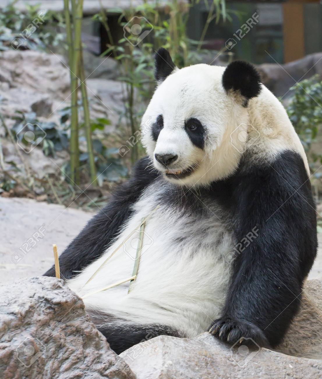 Grosser Panda Bar Essen Bambus Lizenzfreie Fotos Bilder Und Stock Fotografie Image 48518698