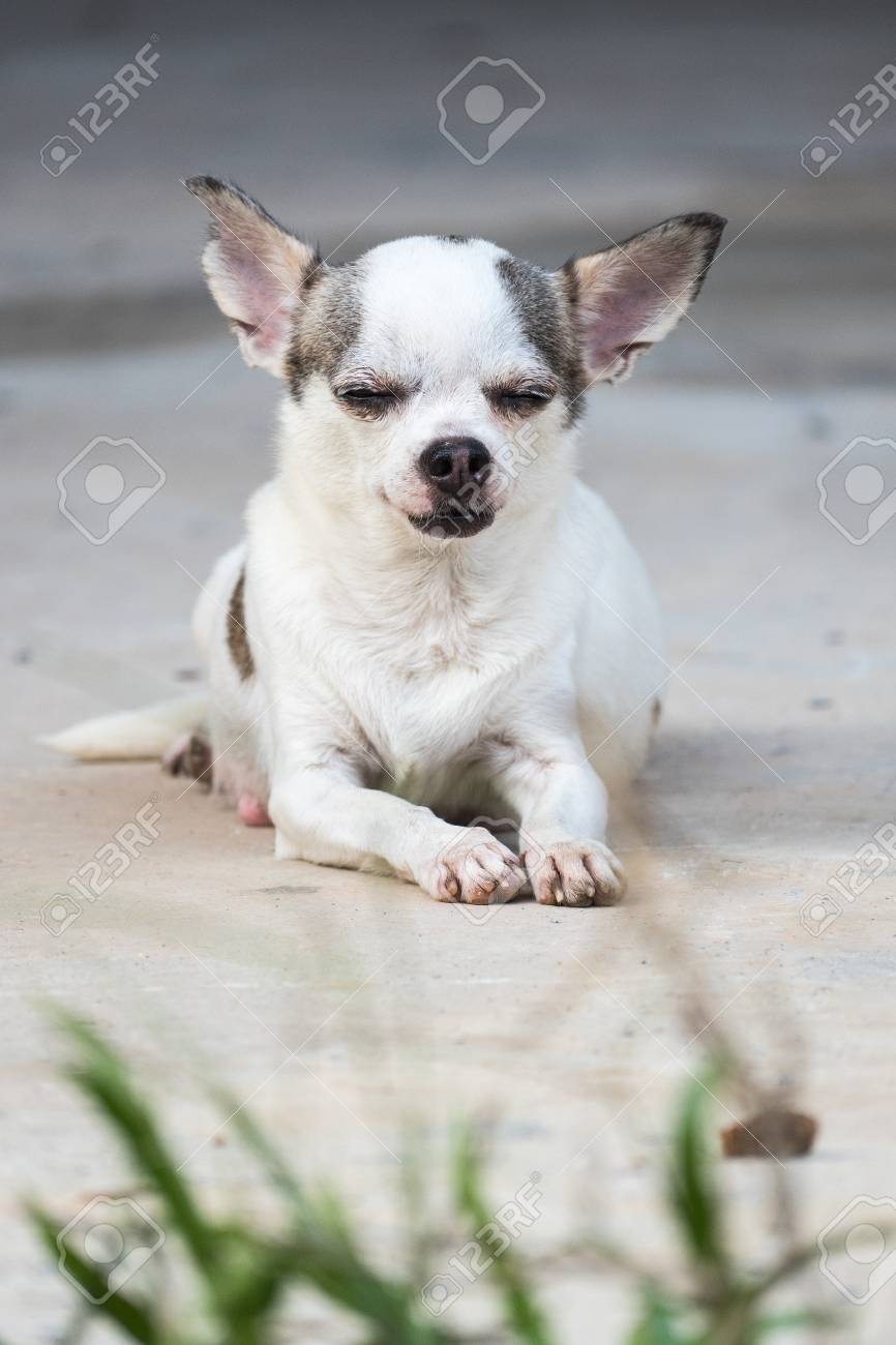 Portrait Of White Short Haired Chihuahua Dog Stock Photo Picture