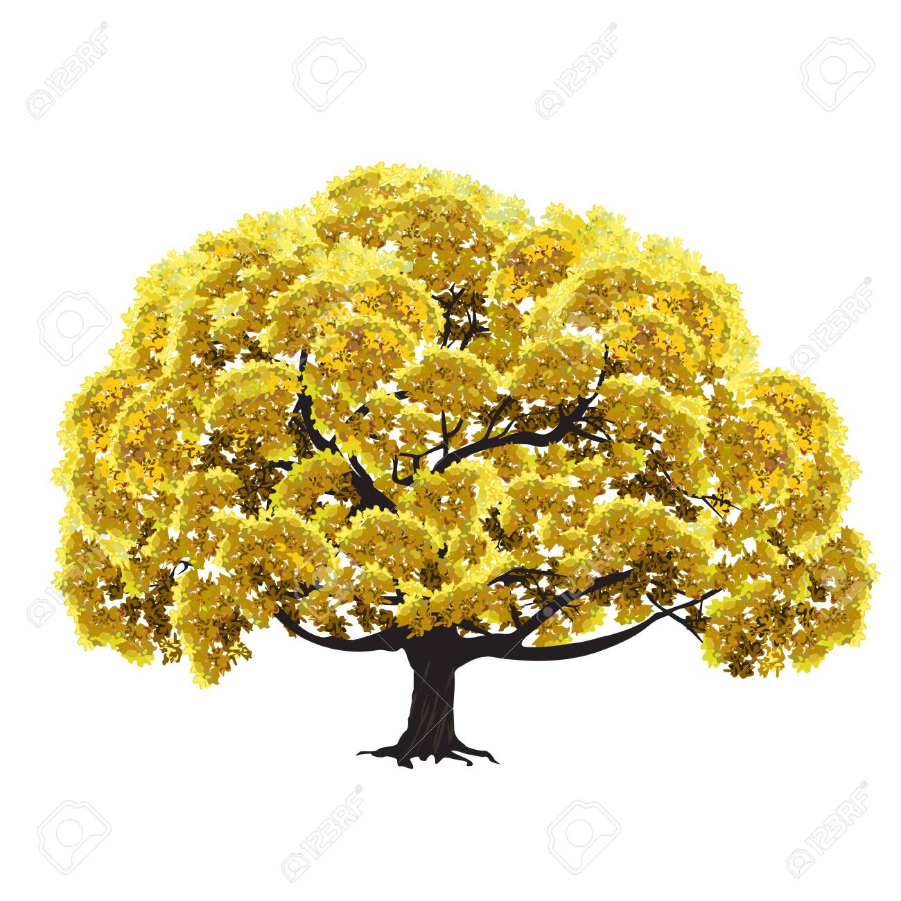 Grand Arbre Avec Feuillage Vert à Lautomne Le Vecteur De Couleur Dessin Sur Un Fond Blanc