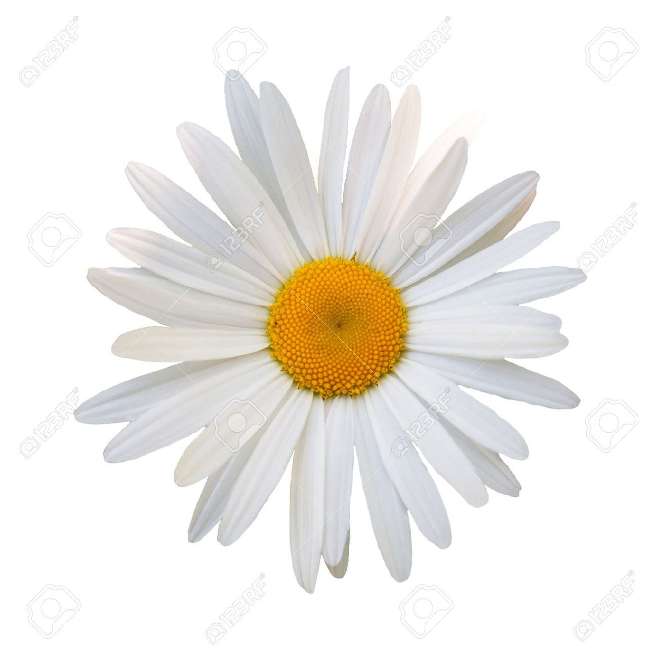 Beautiful Flower White Daisy On White Background Stock Photo ...