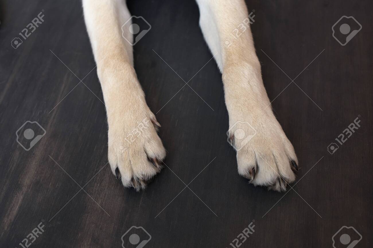 labrador paw pads