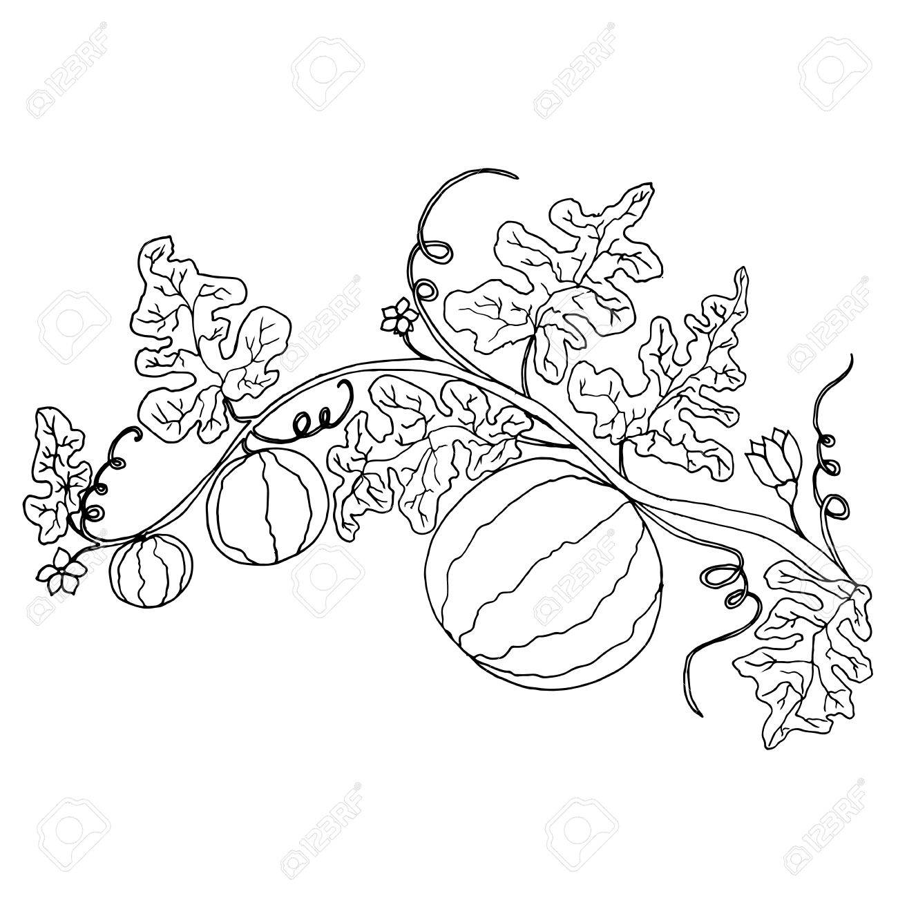 Cartoon black and white watermelon in foliage and flowers isolated Vector hand drawn illustration striped