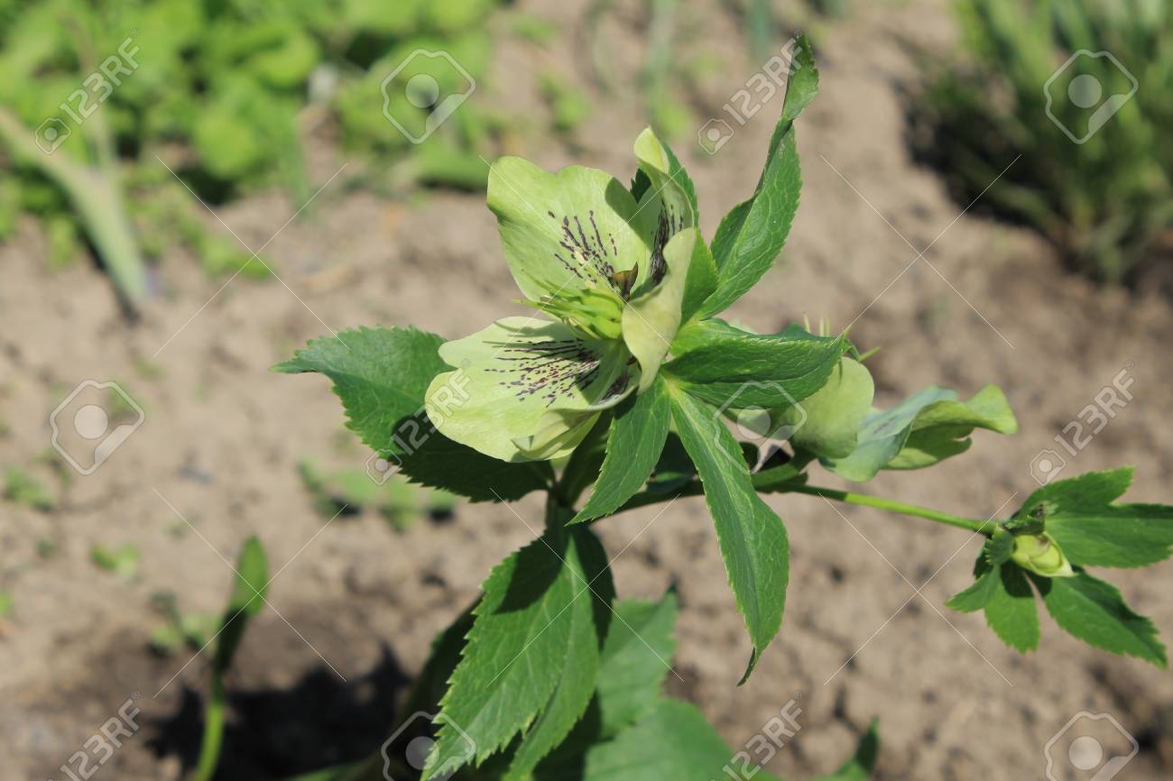 Grune Nieswurz Blume Lizenzfreie Fotos Bilder Und Stock Fotografie Image 57386526