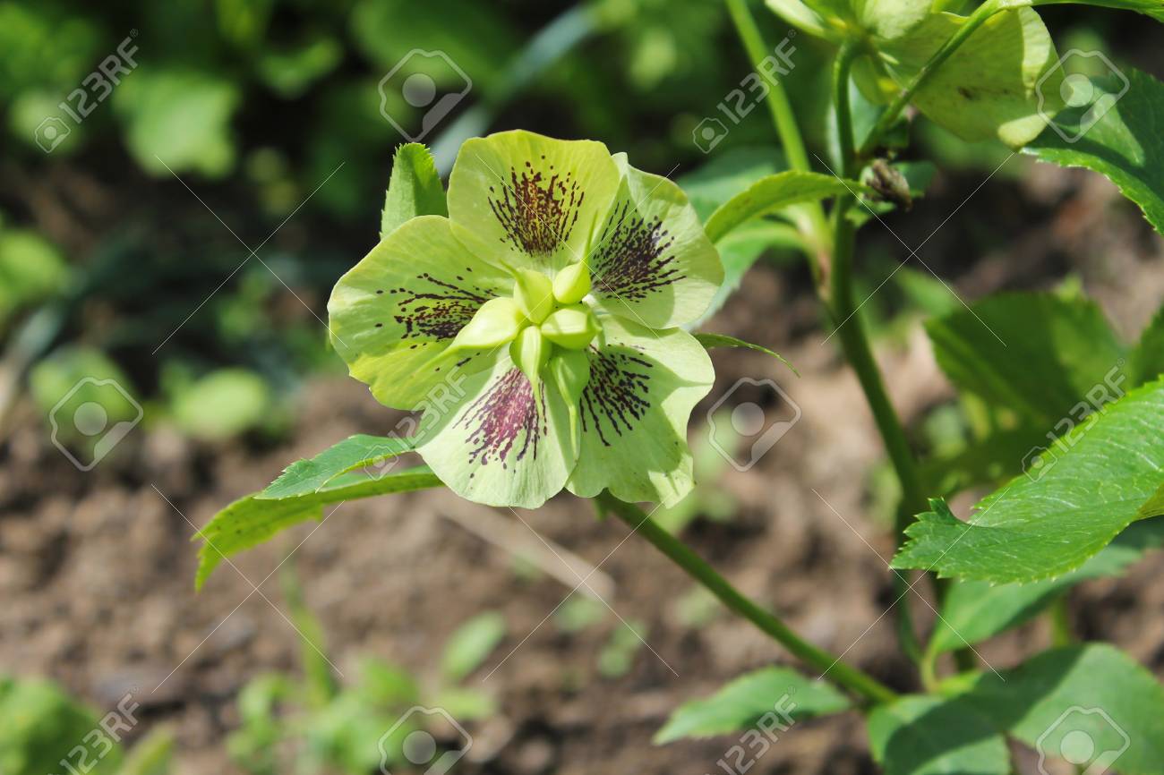 Grune Nieswurz Blume Lizenzfreie Fotos Bilder Und Stock Fotografie Image 57387008