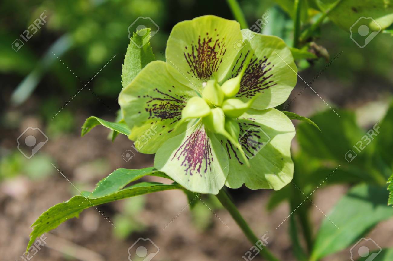 Grune Nieswurz Blume Lizenzfreie Fotos Bilder Und Stock Fotografie Image 57387009