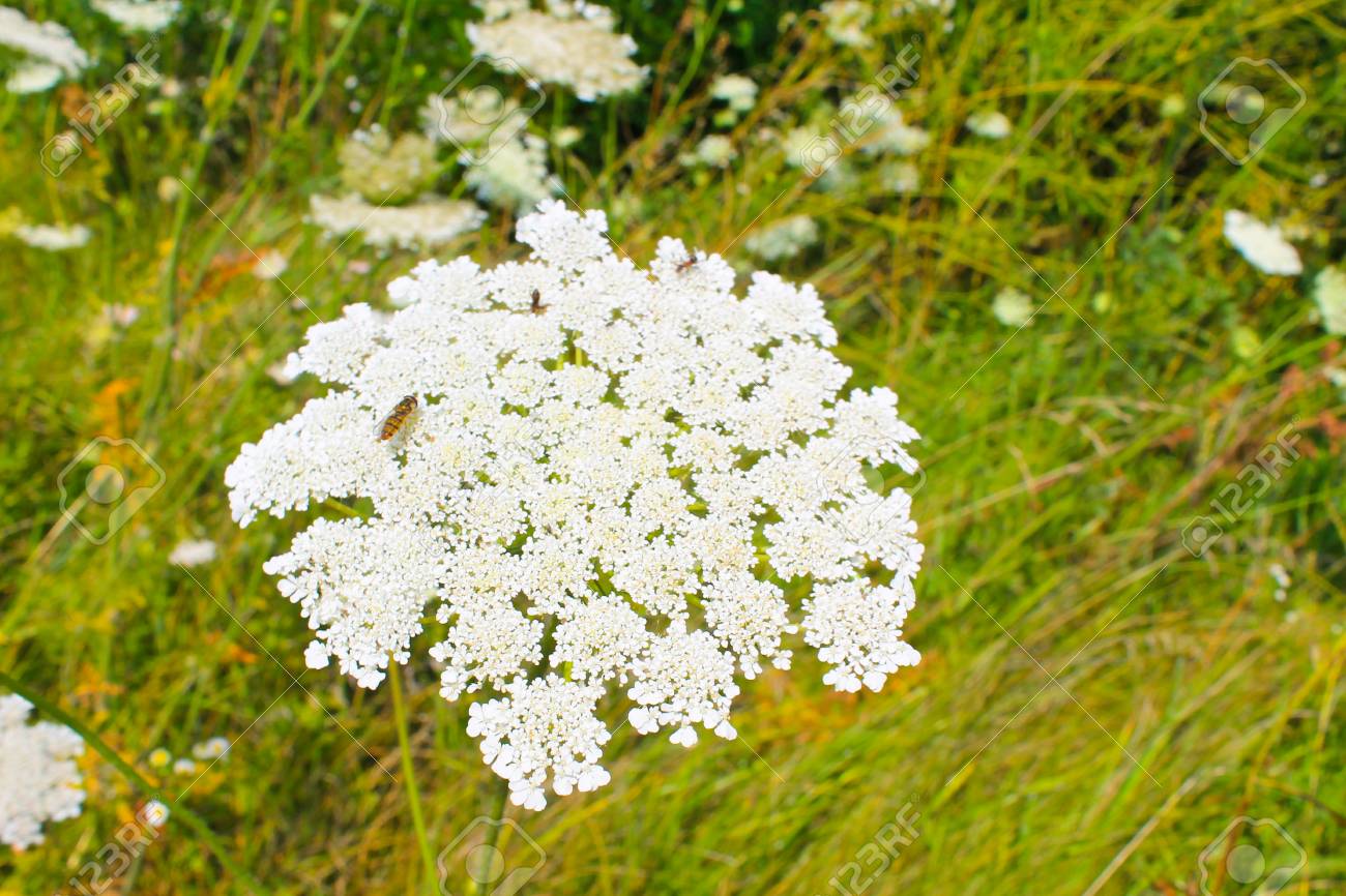 野生のニンジンの花 の写真素材 画像素材 Image