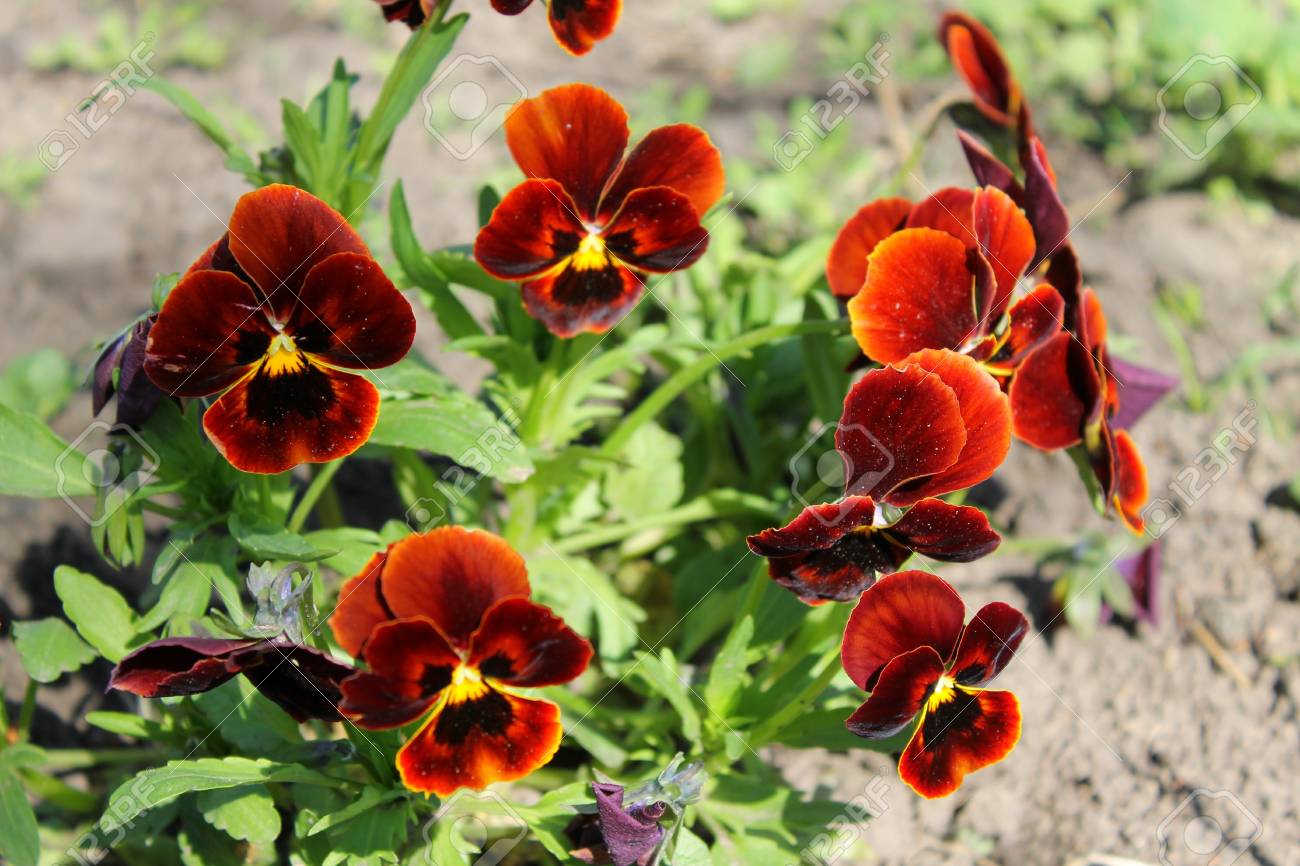 赤いパンジー ビオラの種まき の写真素材 画像素材 Image