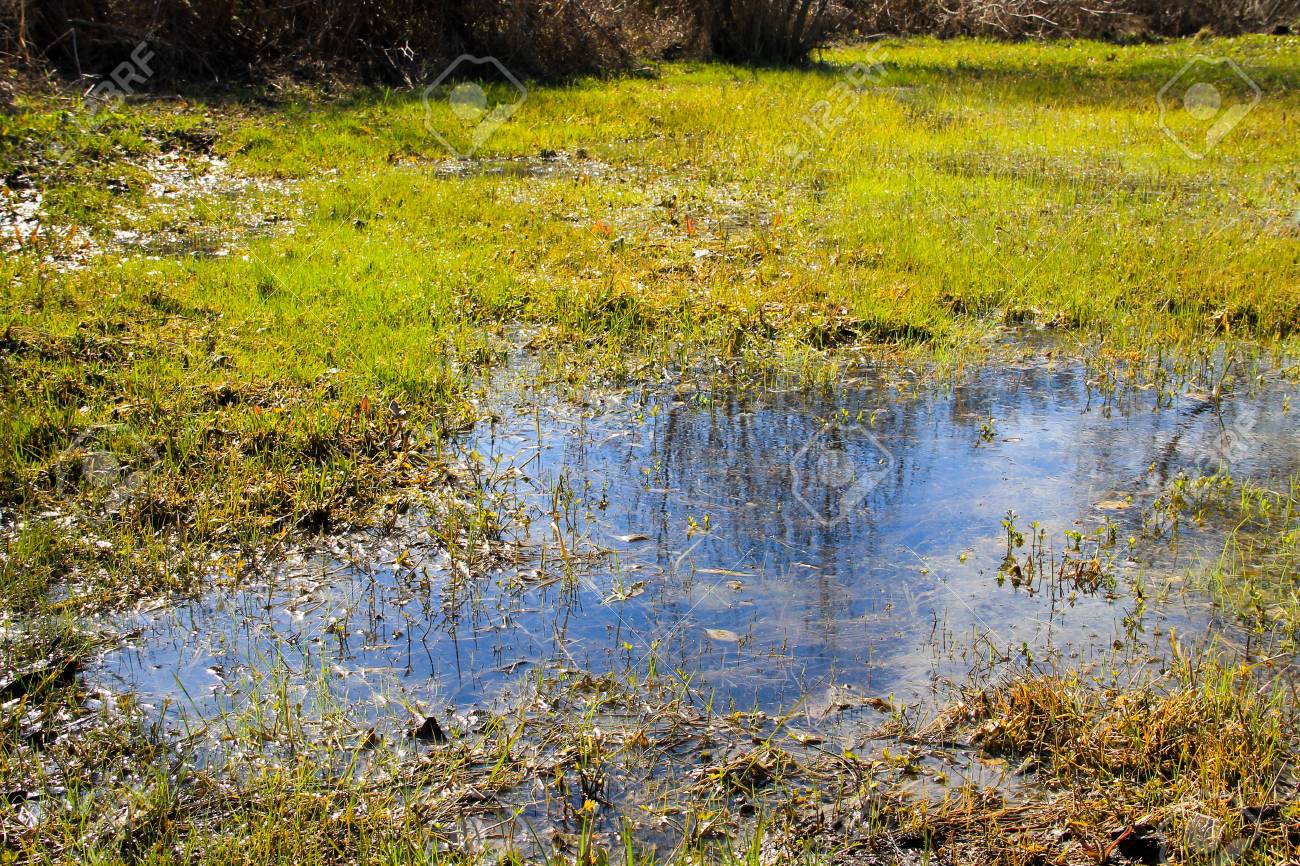 淀んだ水と草に覆われた湿原 の写真素材 画像素材 Image