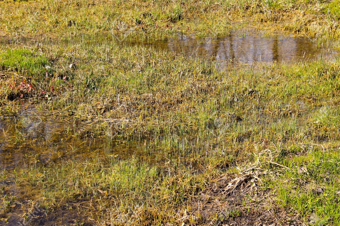 淀んだ水と草に覆われた湿原 の写真素材 画像素材 Image