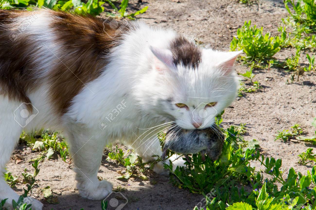 かわいい猫ハンターを捕まえてマウスの歯を保持する屋外 の写真素材 画像素材 Image
