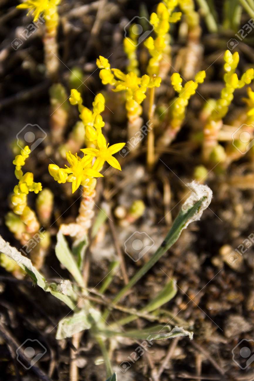草原の Goldmoss マンネングサ花 セダム エーカー の写真素材 画像素材 Image