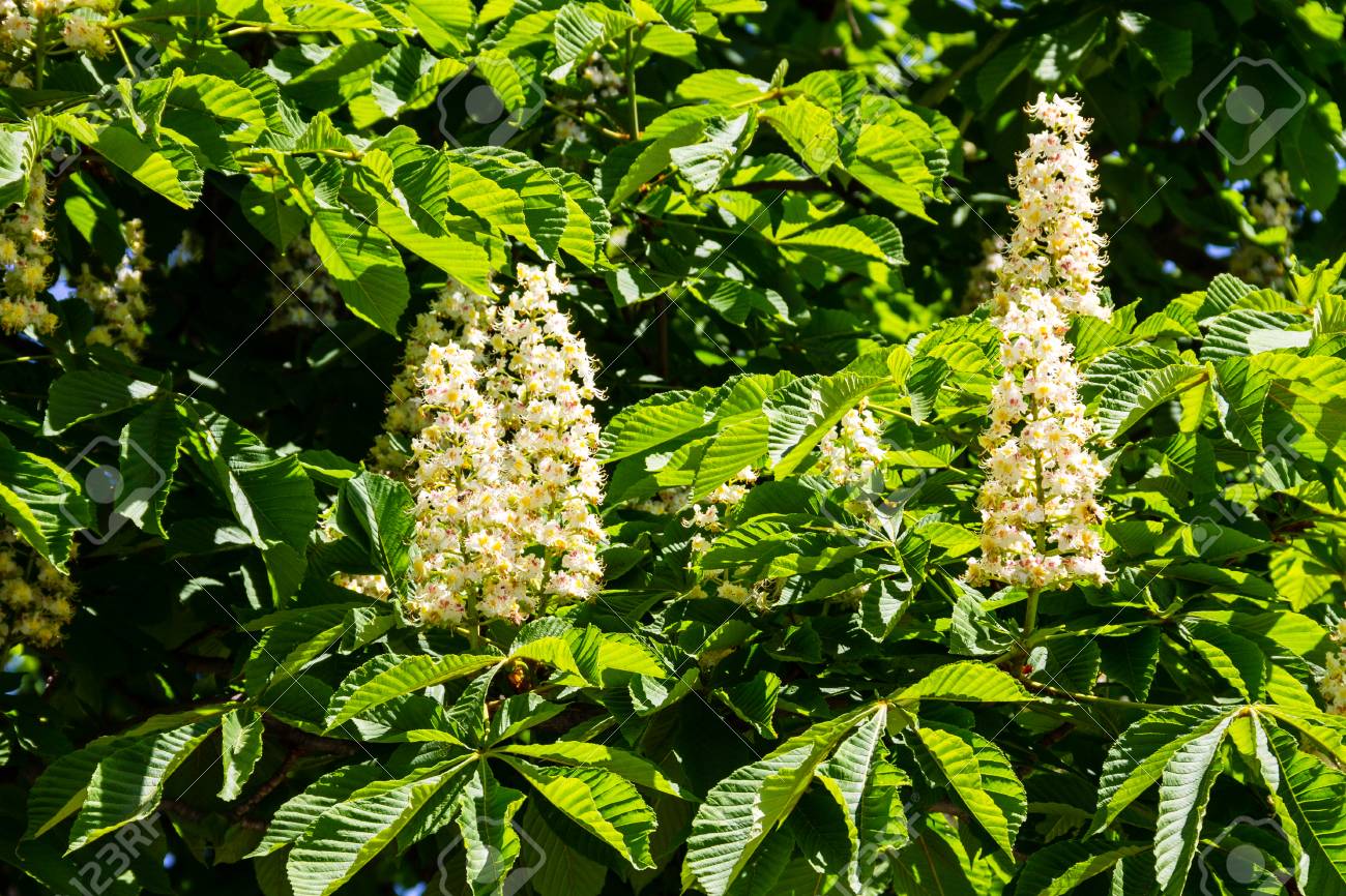 栗の木 セイヨウトチノキ の開花枝 の写真素材 画像素材 Image