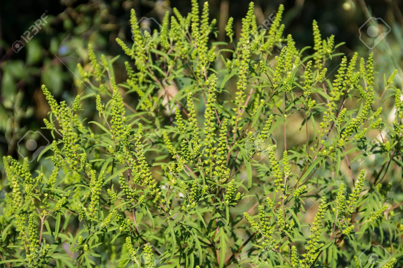 ブタクサ植物 ブタクサ の原因とアレルギー の写真素材 画像素材 Image ブタクサ植物 ブタクサ の原因とアレルギー の写真素材 画像素材 Image