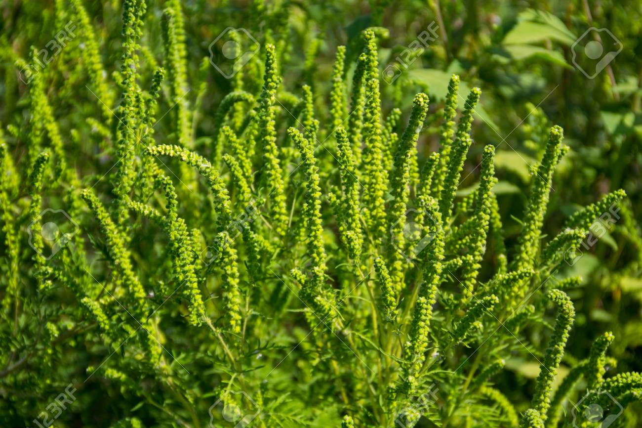 ブタクサ植物 ブタクサ の原因とアレルギー の写真素材 画像素材 Image