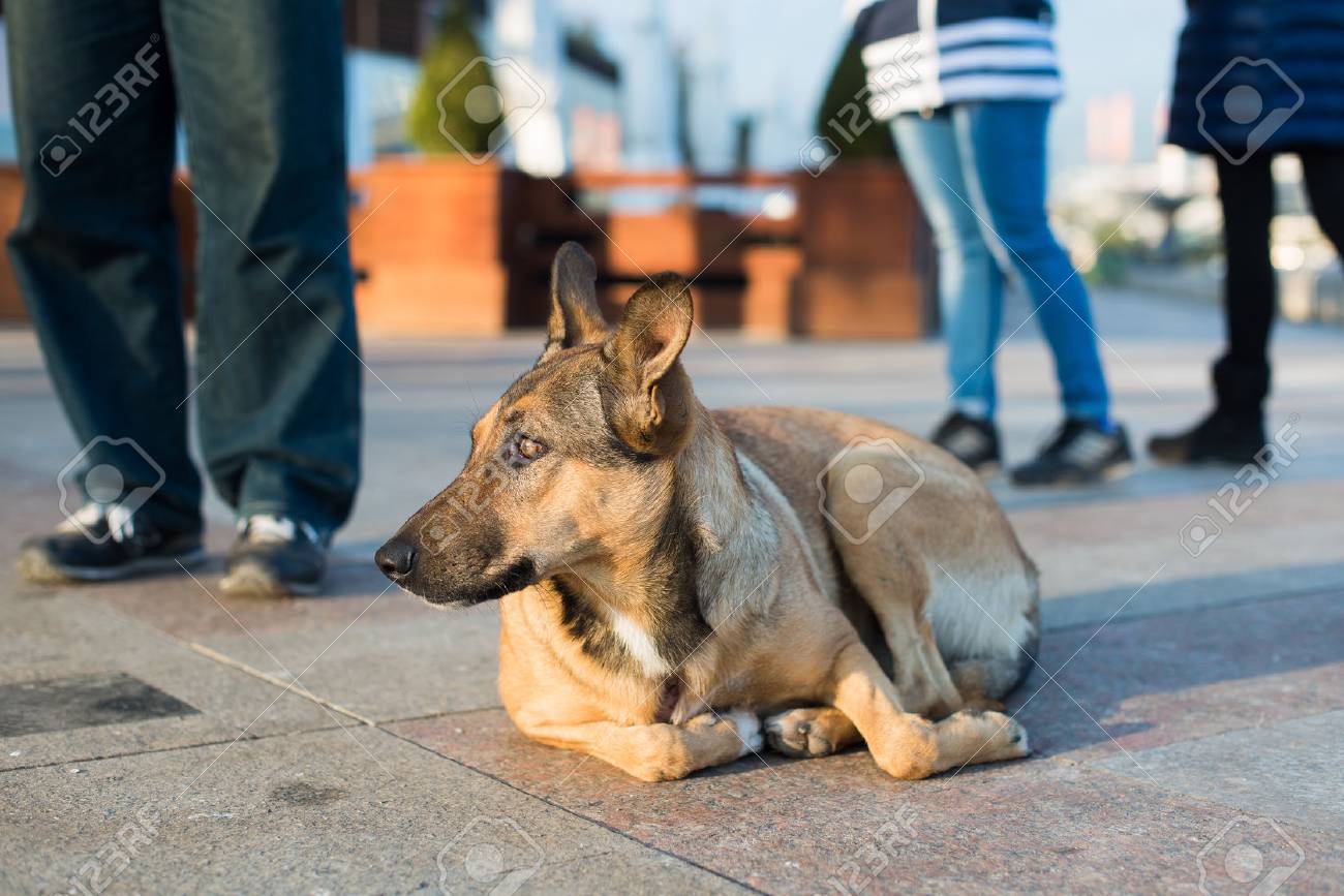 ホームレスの犬に無関心な人々 に対して通りにあります の写真素材 画像素材 Image