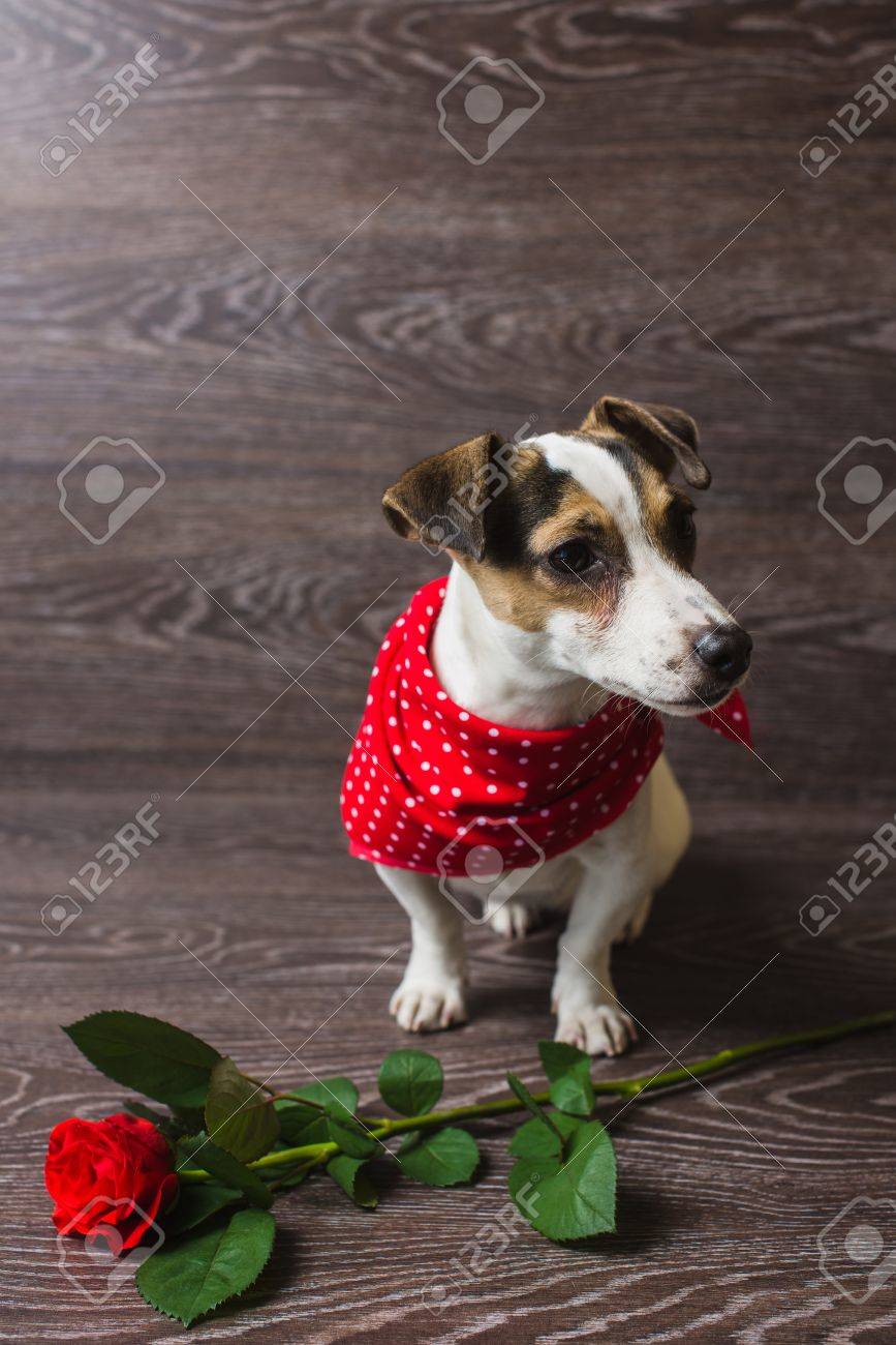 red bandana dog collar