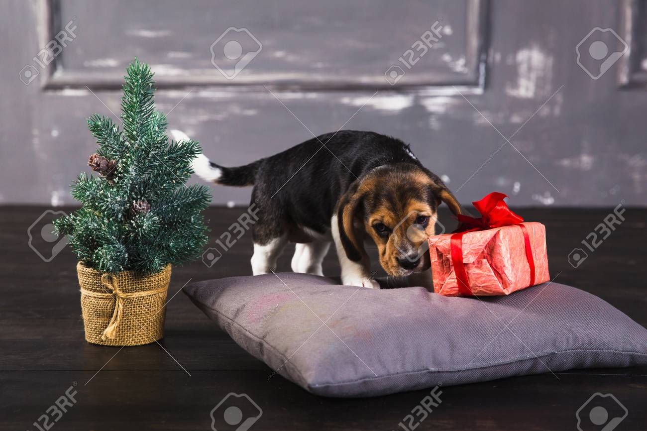 young beagle puppy sniffing gift box with red bow christmas stock