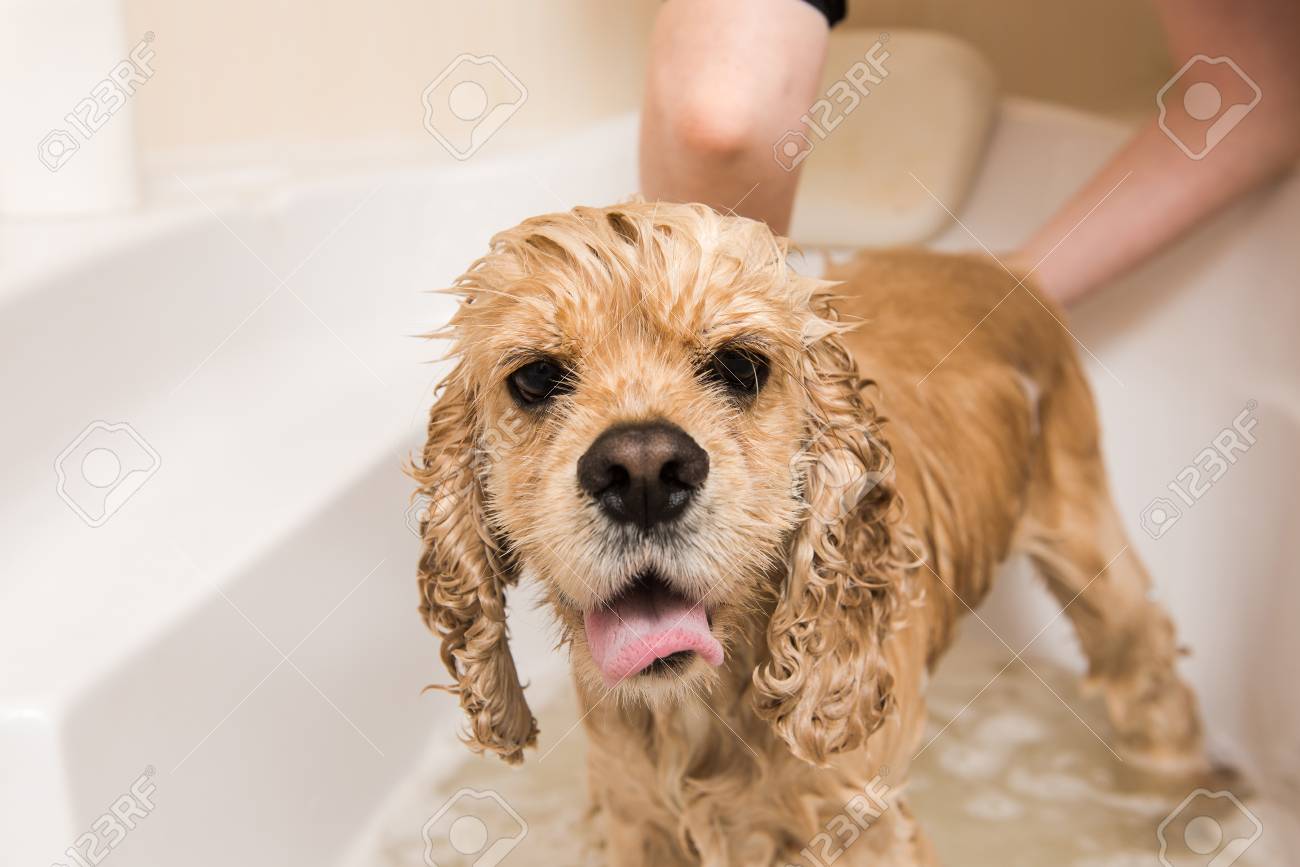 wet dog american cocker spaniel in the bathroom dog looks at