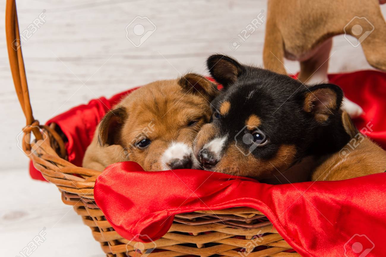 赤いバスケットに入った2匹の小型犬のスタジオの肖像画 かわいいバシニの子犬のクローズアップ銃口 の写真素材 画像素材 Image