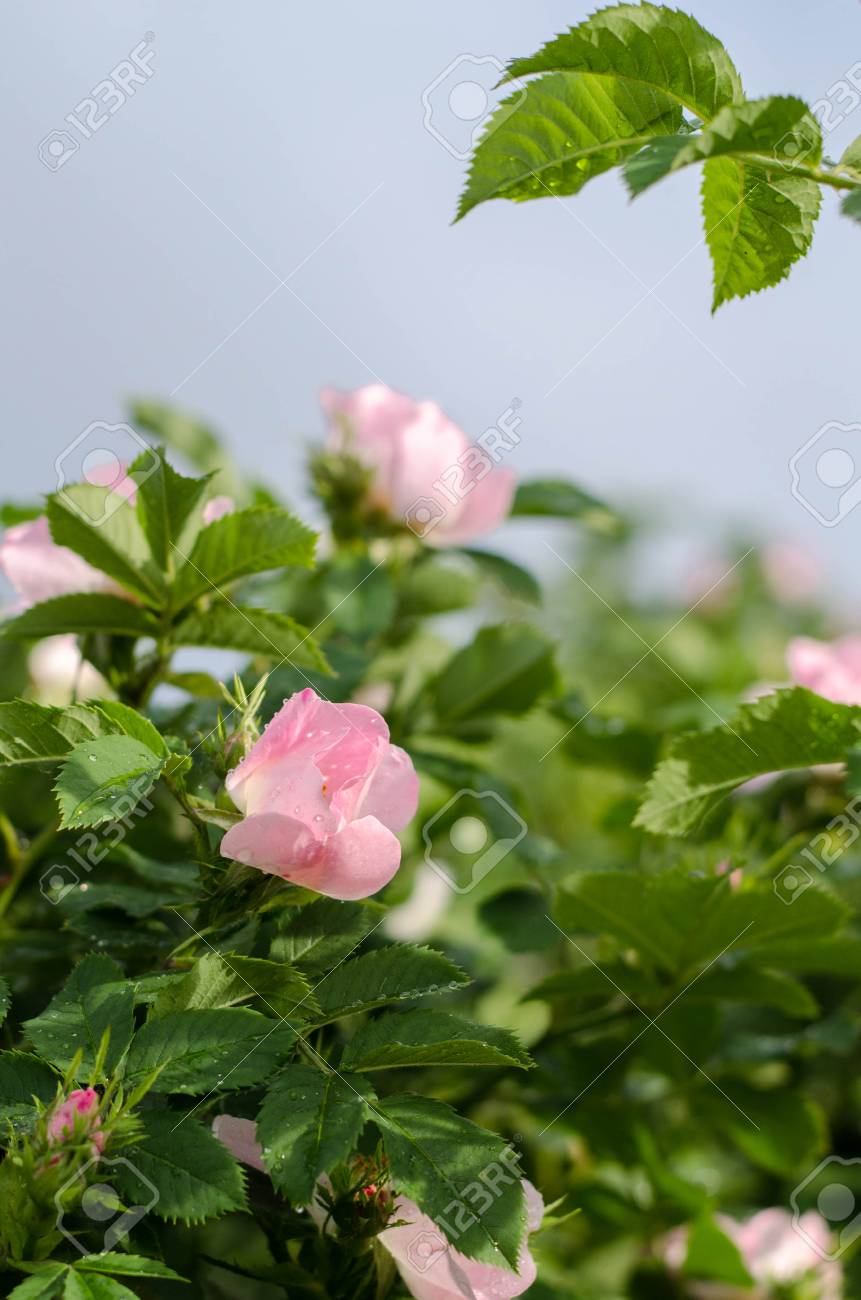 Fleur Rose En Fleurs Avec Une Feuille Verte Dans Le Jardin Autre Nom Plante Rose Canine Bruyère Brier Eglantine Rosier Verdure Et Fleur Dété