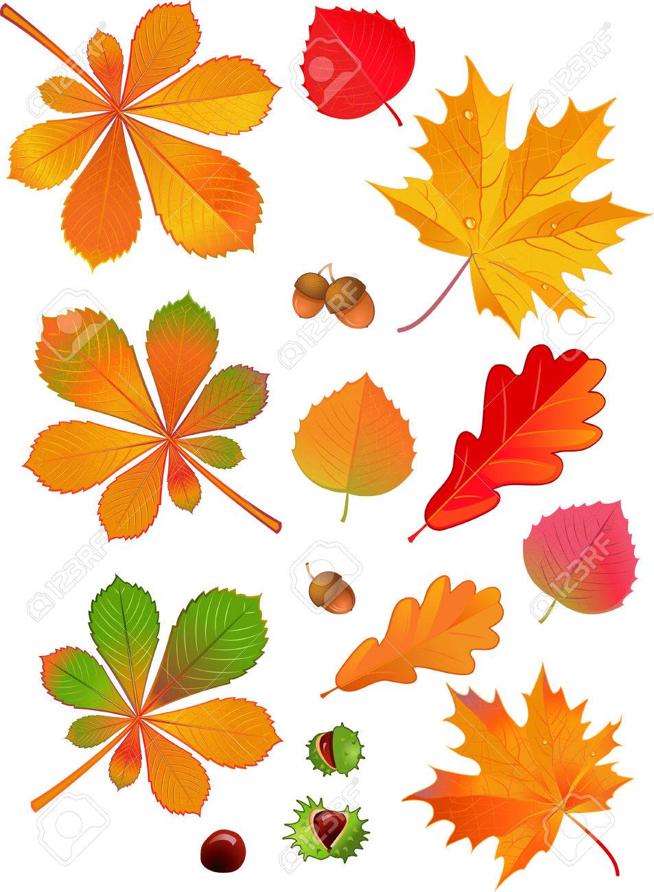 シェルのマロニエの木 Conkers の葉 のイラスト素材 ベクタ Image