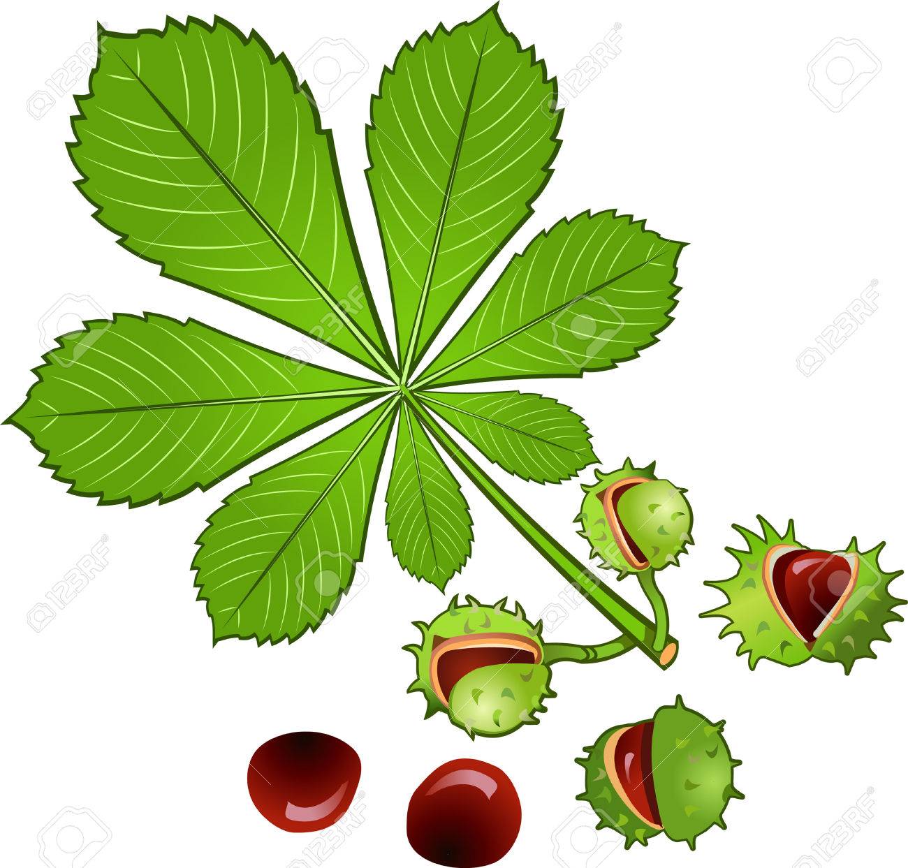 シェルのマロニエの木 Conkers の葉 のイラスト素材 ベクタ Image