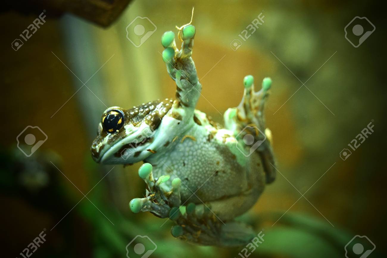 etiam-dictum-ipsum-a-felis