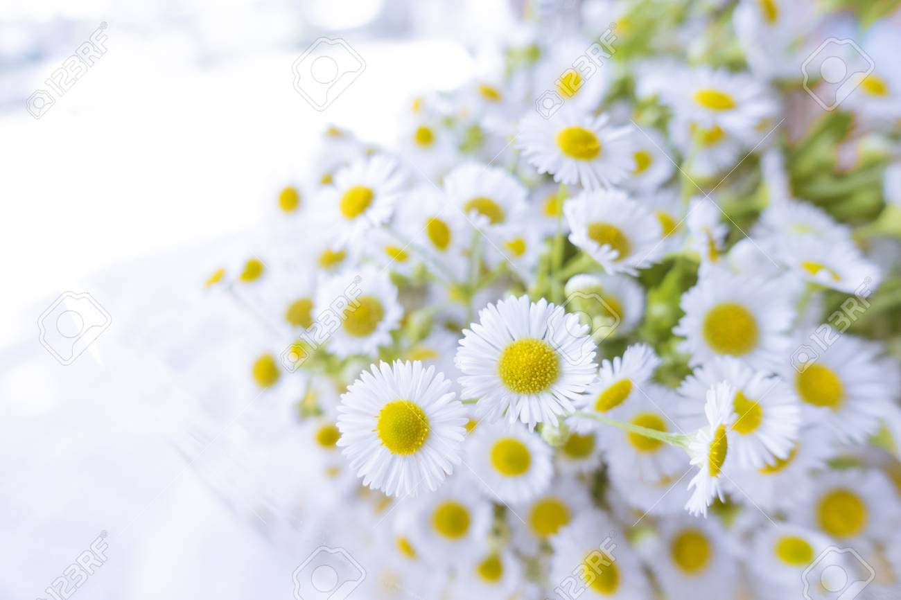 Little White Cosmo Flowers Bouquet In The Shop With White High Stock Photo Picture And Royalty Free Image Image 71302009