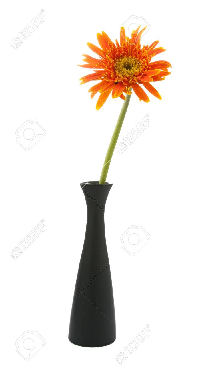 Einzelne Blume Gerbera Gelb Auf Der Vase Auf Weissem Hintergrund Lizenzfreie Fotos Bilder Und Stock Fotografie Image 68110550