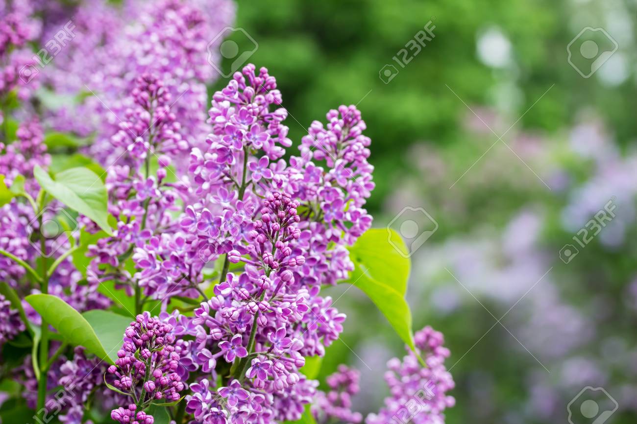 garten blumen lila, naturhintergrund mit lila blumen. lila garten. hintergrund mit, Design ideen