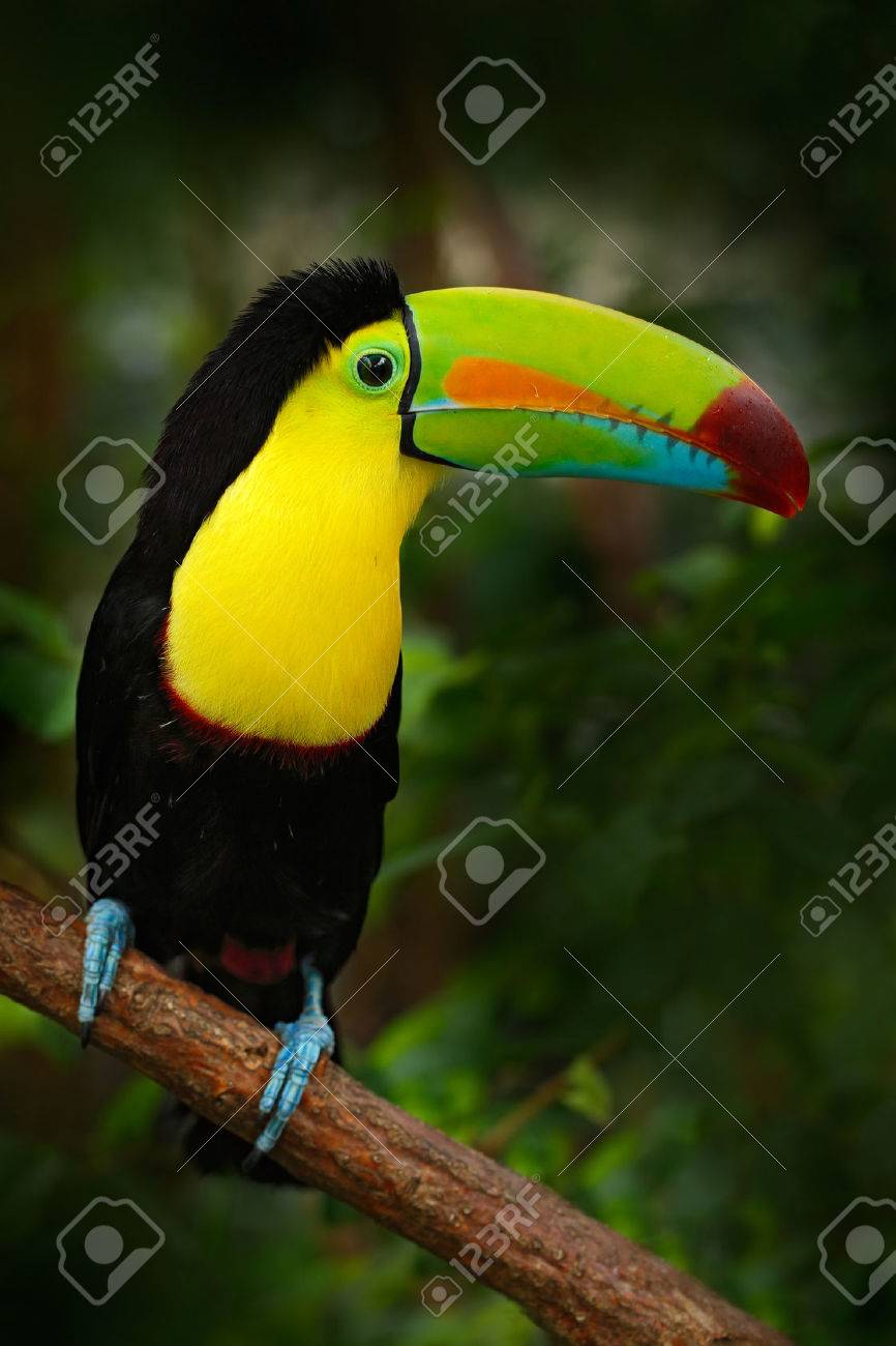 サンショクキムネオオハシ Ramphastos Sulfuratus フォレスト メキシコの枝の上に座って大きなくちばしを持つ鳥 の写真素材 画像素材 Image サンショクキムネオオハシ Ramphastos Sulfuratus フォレスト メキシコの枝の上に座って大きなくちばしを持つ鳥 の写真素材 画像素材 Image