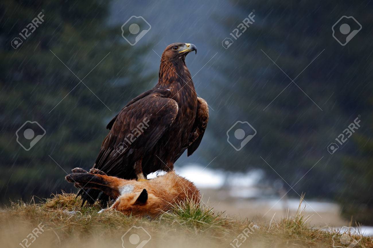 Golden Eagle Feeding On Kill Red Fox In The Forest During The