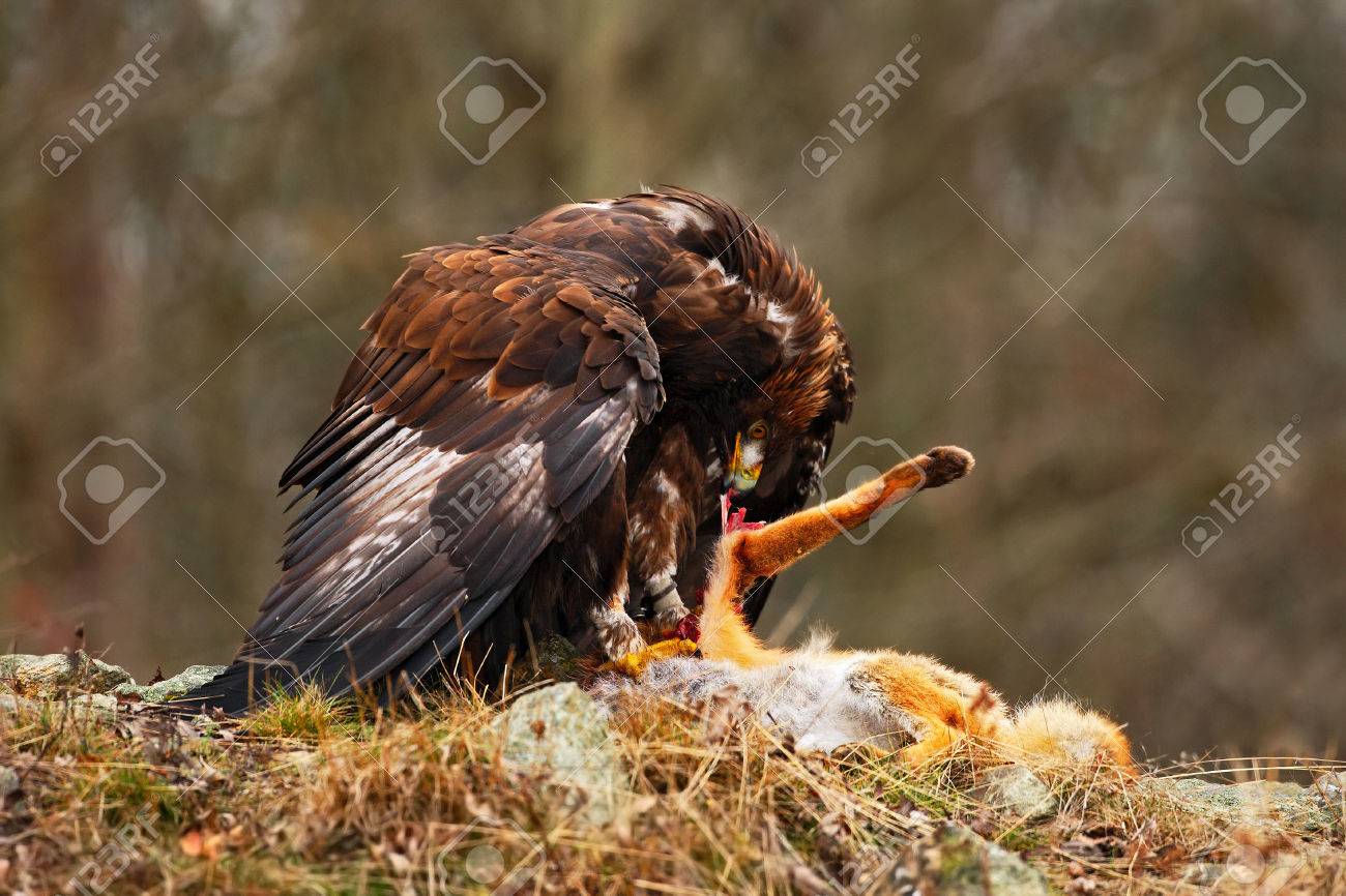 Golden Eagle Aquila Chrysaetos Bird Of Prey With Kill Red Fox
