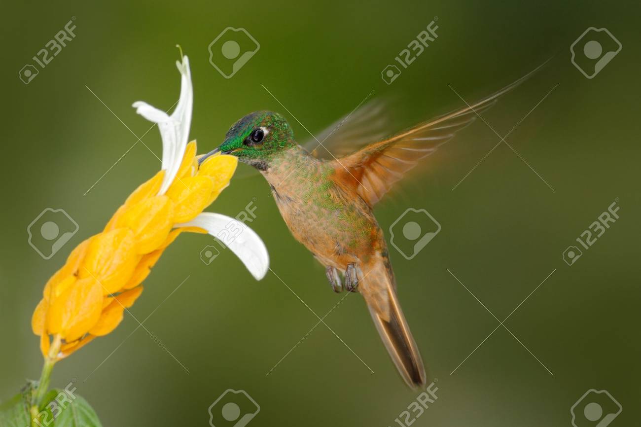 子鹿ブレスト 華麗な Heliodoxa Rubinoides 白と黄色の花 Tandayapa エクアドルから甘い蜜を吸う の写真素材 画像素材 Image