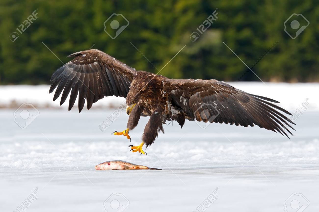 Golden Eagle With Catch Fish In Snowy Winter Snow In The Forest