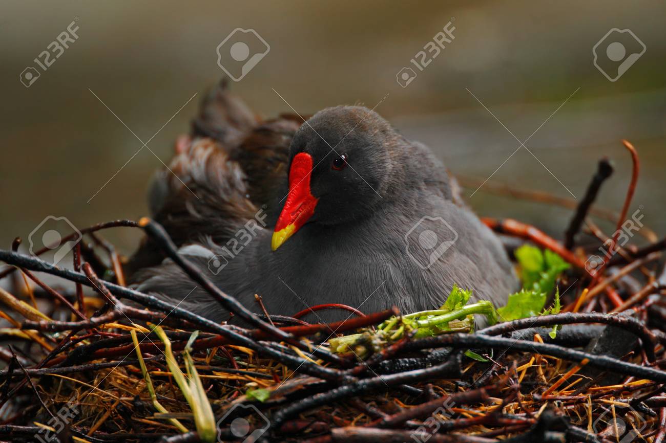 Oiseau Gris Foncé Avec Le Bec Rouge Jaune Gallinula Chloropus Assis Sur Le Nid Avec Des Oeufs