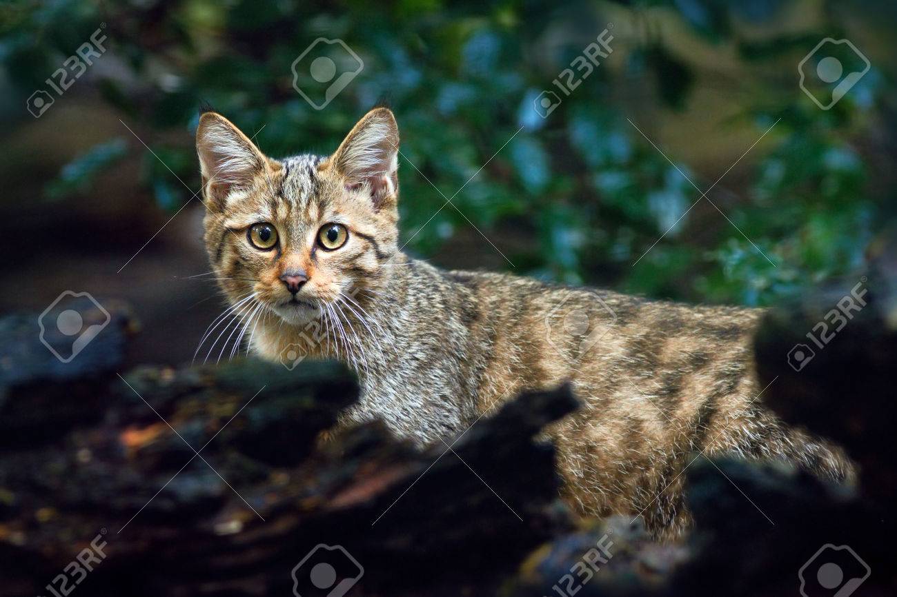 야생 고양이, Felis Silvestris, 동물의 자연 나무 숲 서식지, 나무 줄기의 Hiden, 중앙 유럽 로열티 무료 사진,  그림, 이미지 그리고 스톡포토그래피. Image 52772984.
