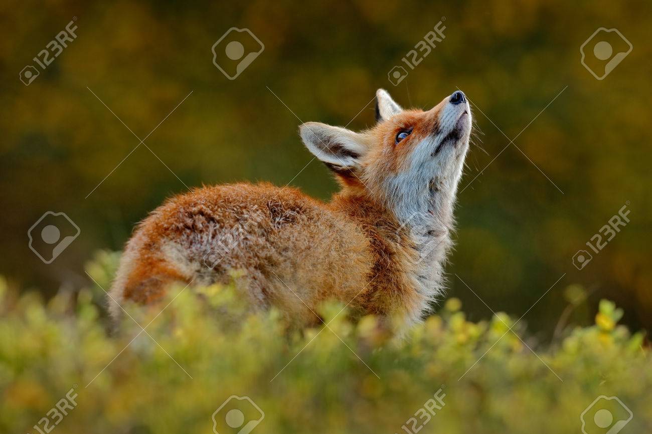 かわいい赤キツネ ホンドギツネ キツネ属 花と緑の森で の写真素材 画像素材 Image かわいい赤キツネ ホンドギツネ キツネ属 花と緑の森で の写真素材 画像素材 Image