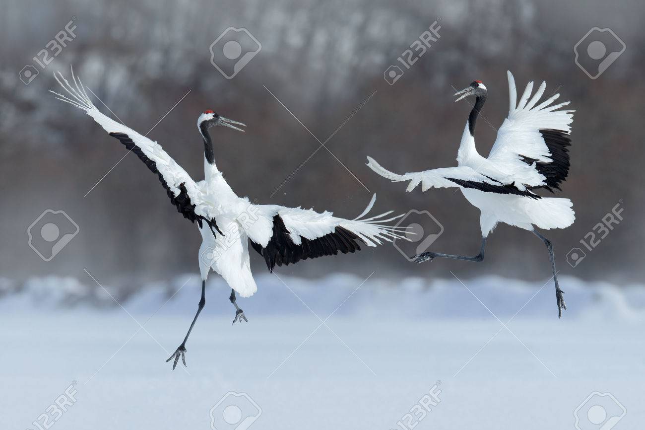 Dancing pair of Red-crowned crane with open wing in flight, with snow storm, Hokkaido, Japan - 51633013 Dancing pair of Red-crowned crane with open wing in flight, with snow storm, Hokkaido, Japan - 51633013